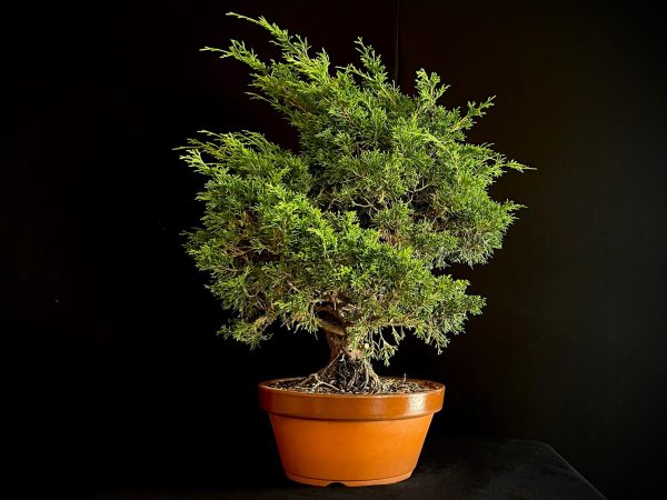 25I-62057 JUNIPERUS CHINENSIS ITOIWAGA