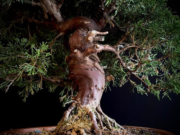 25I-62057 JUNIPERUS CHINENSIS ITOIWAGA