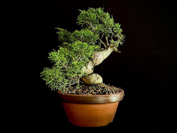 25I-62058 JUNIPERUS CHINENSIS ITOIWAGA