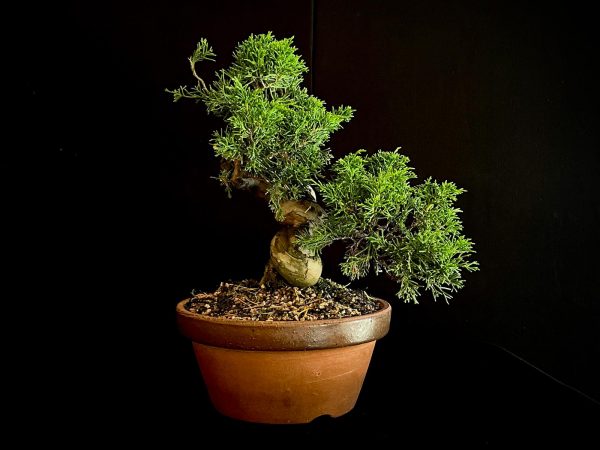 25I-62058 JUNIPERUS CHINENSIS ITOIWAGA
