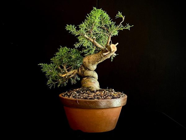 25I-62058 JUNIPERUS CHINENSIS ITOIWAGA