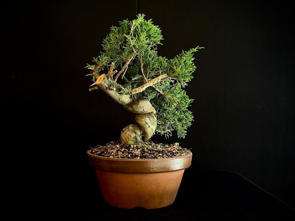 25I-62058 JUNIPERUS CHINENSIS ITOIWAGA