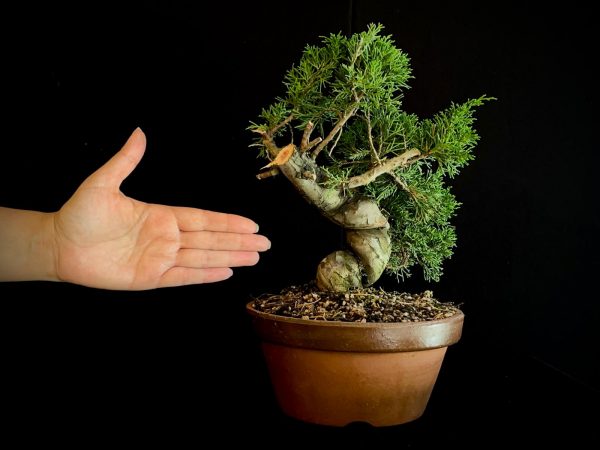 25I-62058 JUNIPERUS CHINENSIS ITOIWAGA