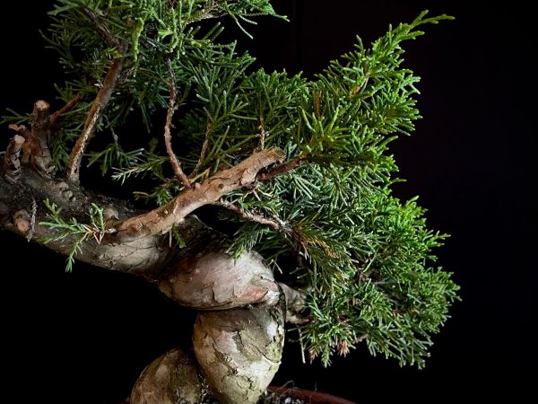 25I-62058 JUNIPERUS CHINENSIS ITOIWAGA