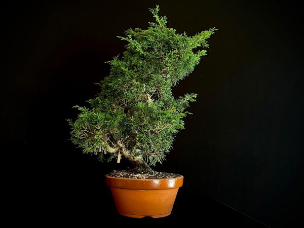 25I-62059 JUNIPERUS CHINENSIS ITOIWAGA