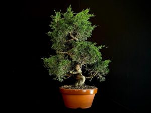 25I-62059 JUNIPERUS CHINENSIS ITOIWAGA25I-62059 JUNIPERUS CHINENSIS ITOIWAGA