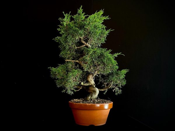 25I-62059 JUNIPERUS CHINENSIS ITOIWAGA25I-62059 JUNIPERUS CHINENSIS ITOIWAGA
