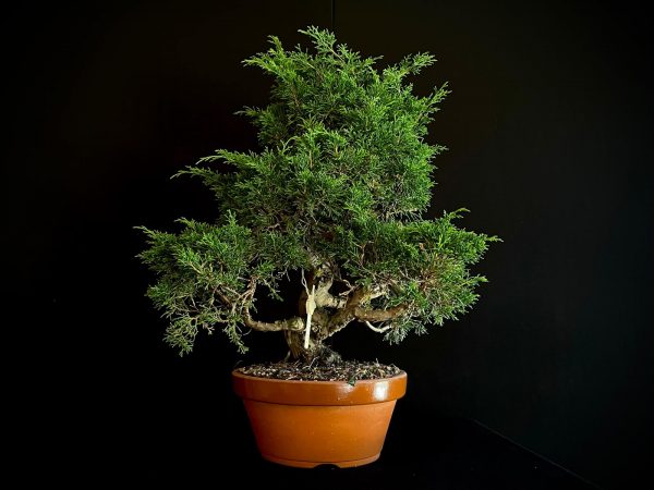 25I-62059 JUNIPERUS CHINENSIS ITOIWAGA