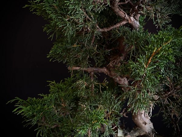 25I-62059 JUNIPERUS CHINENSIS ITOIWAGA