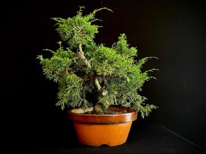 25I-62060 JUNIPERUS CHINENSIS ITOIWAGA