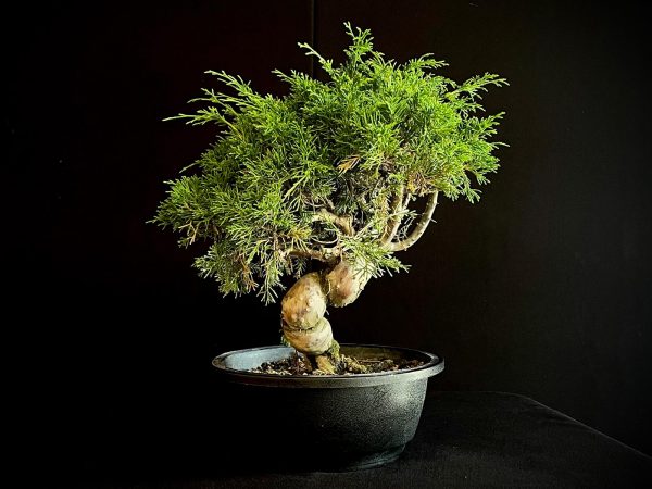 25I-62061 JUNIPERUS CHINENSIS ITOIWAGA