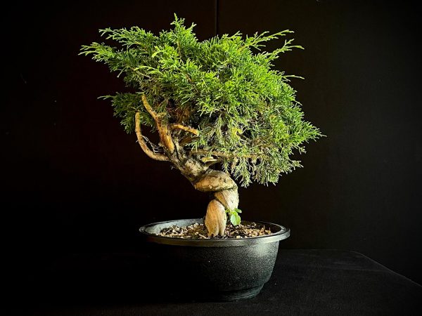 25I-62061 JUNIPERUS CHINENSIS ITOIWAGA
