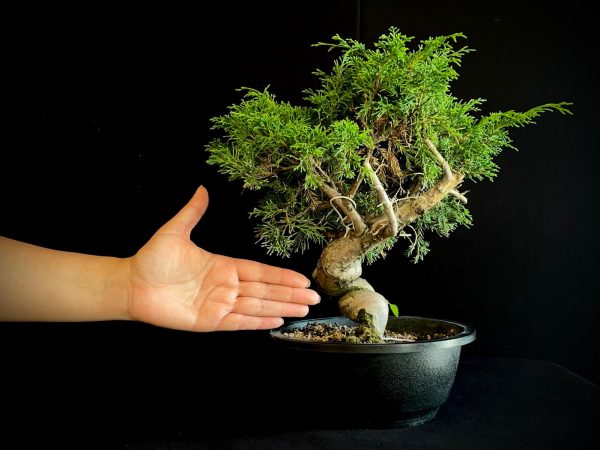 25I-62061 JUNIPERUS CHINENSIS ITOIWAGA