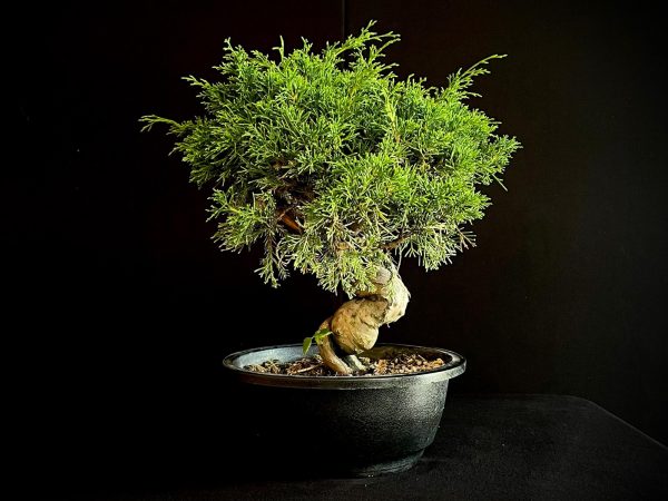 25I-62061 JUNIPERUS CHINENSIS ITOIWAGA