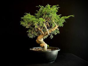 25I-62061 JUNIPERUS CHINENSIS ITOIWAGA