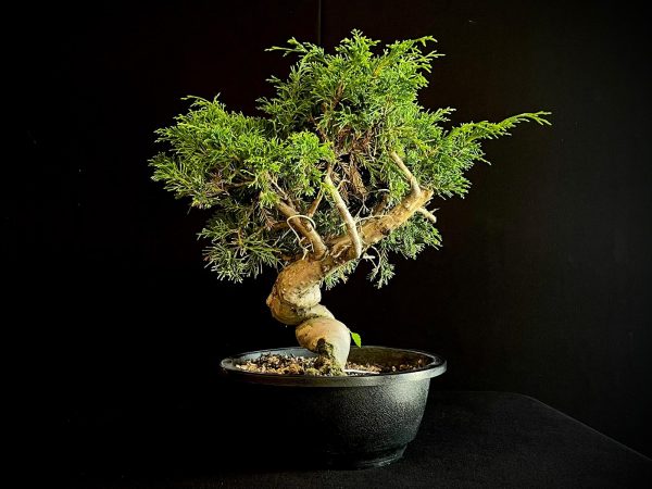25I-62061 JUNIPERUS CHINENSIS ITOIWAGA