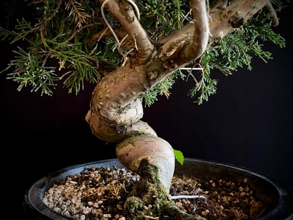25I-62061 JUNIPERUS CHINENSIS ITOIWAGA