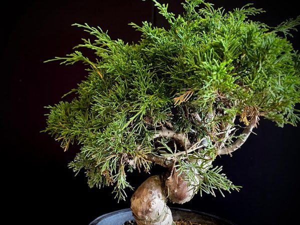 25I-62061 JUNIPERUS CHINENSIS ITOIWAGA