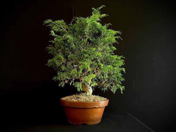 25I-62062 JUNIPERUS CHINENSIS ITOIWAGA