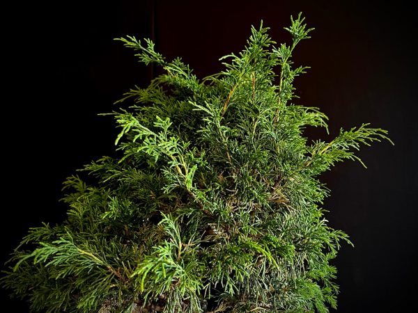 25I-62062 JUNIPERUS CHINENSIS ITOIWAGA