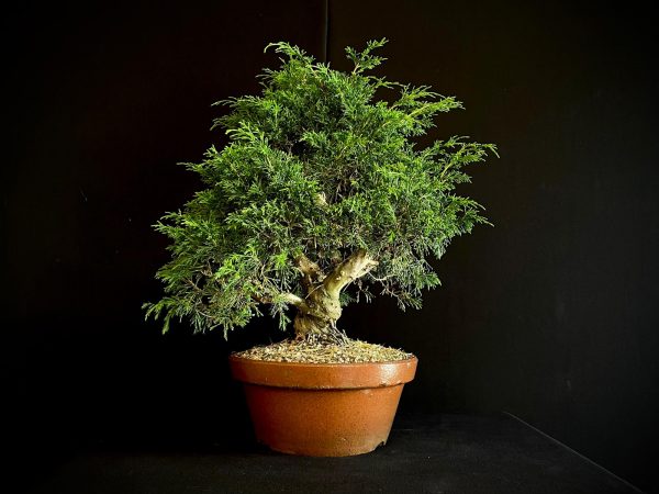 25I-62062 JUNIPERUS CHINENSIS ITOIWAGA