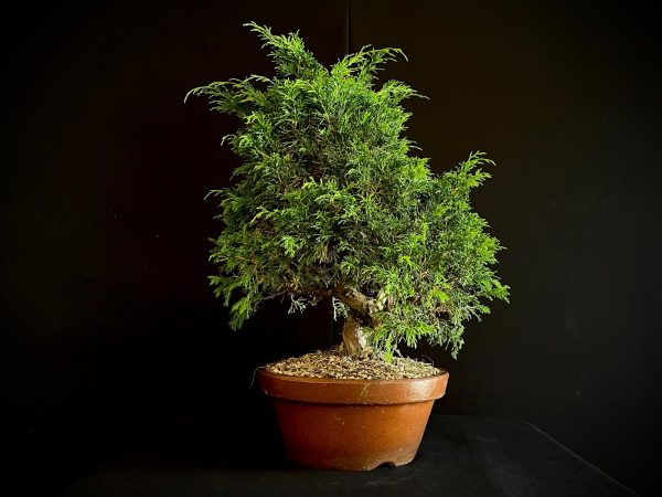 25I-62062 JUNIPERUS CHINENSIS ITOIWAGA