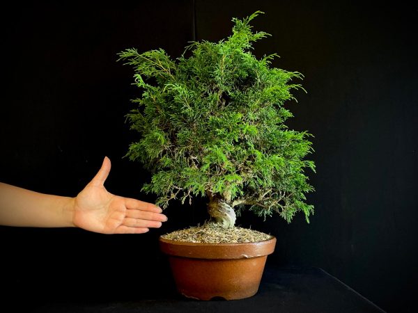 25I-62062 JUNIPERUS CHINENSIS ITOIWAGA