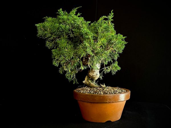 25I-62063 JUNIPERUS CHINENSIS ITOIWAGA