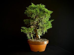 25I-62063 JUNIPERUS CHINENSIS ITOIWAGA