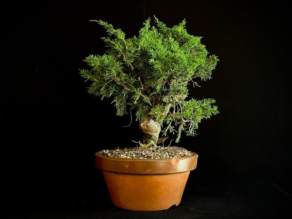 25I-62063 JUNIPERUS CHINENSIS ITOIWAGA