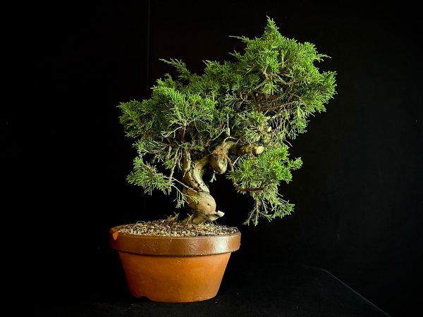 25I-62063 JUNIPERUS CHINENSIS ITOIWAGA
