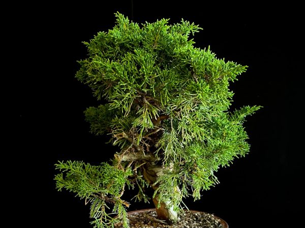 25I-62063 JUNIPERUS CHINENSIS ITOIWAGA
