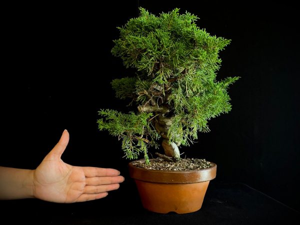 25I-62063 JUNIPERUS CHINENSIS ITOIWAGA
