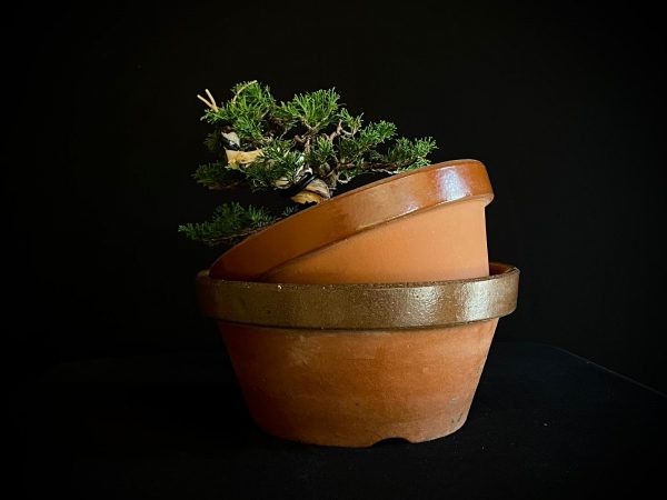 25I-62064 JUNIPERUS CHINENSIS ITOIWAGA