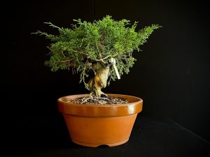 25I-62064 JUNIPERUS CHINENSIS ITOIWAGA