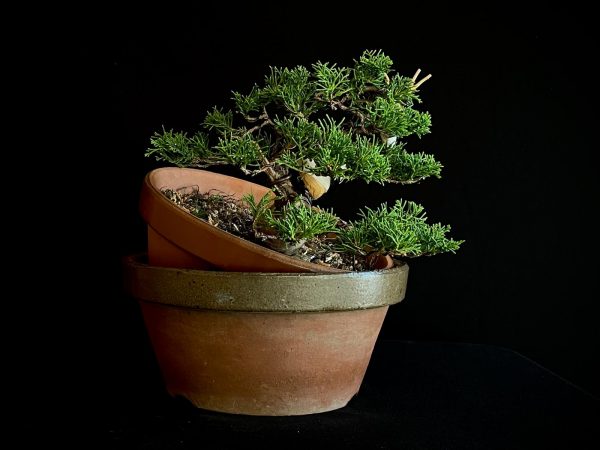 25I-62064 JUNIPERUS CHINENSIS ITOIWAGA