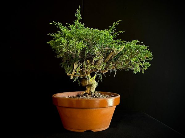 25I-62064 JUNIPERUS CHINENSIS ITOIWAGA