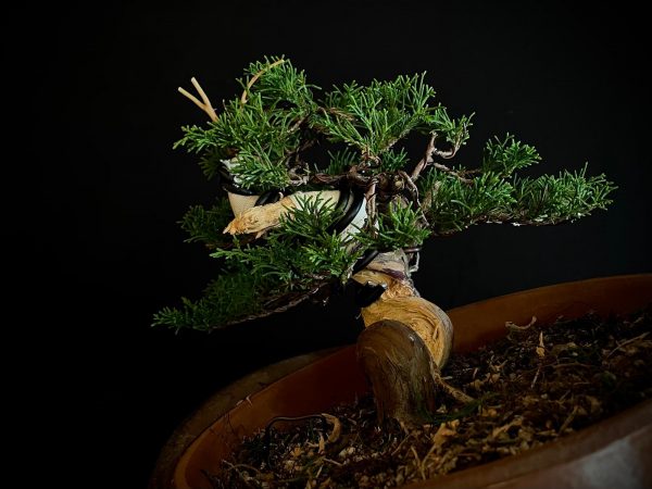 25I-62064 JUNIPERUS CHINENSIS ITOIWAGA