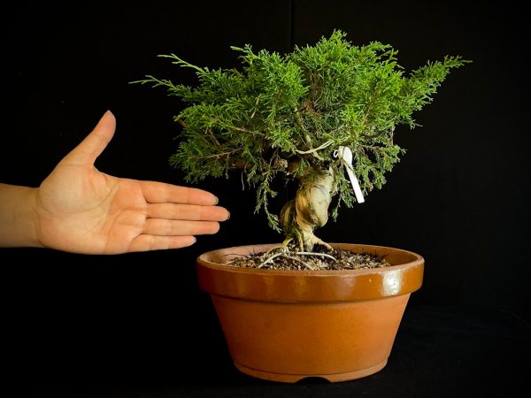 25I-62064 JUNIPERUS CHINENSIS ITOIWAGA