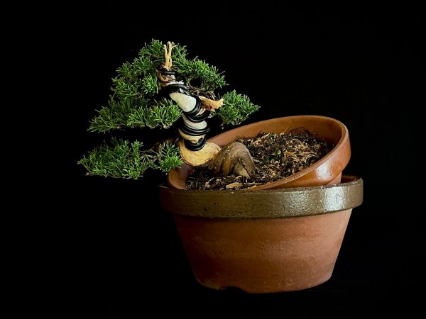 25I-62064 JUNIPERUS CHINENSIS ITOIWAGA