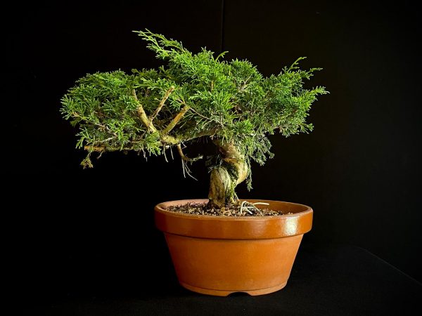 25I-62064 JUNIPERUS CHINENSIS ITOIWAGA