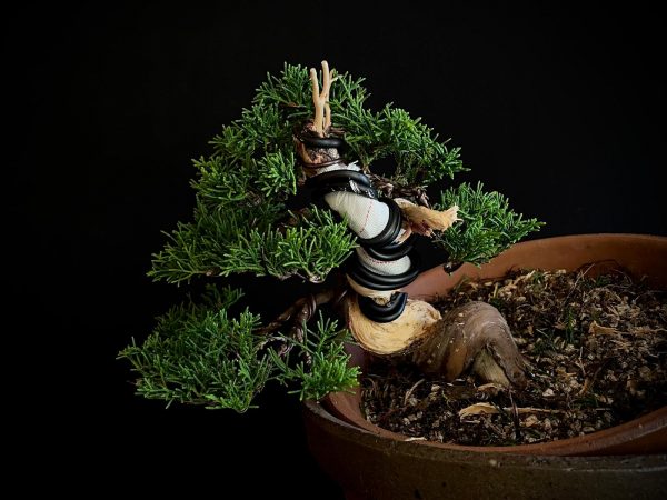 25I-62064 JUNIPERUS CHINENSIS ITOIWAGA