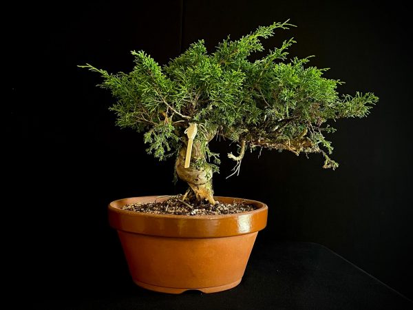 25I-62064 JUNIPERUS CHINENSIS ITOIWAGA