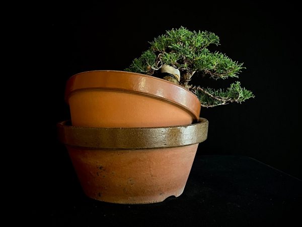 25I-62064 JUNIPERUS CHINENSIS ITOIWAGA