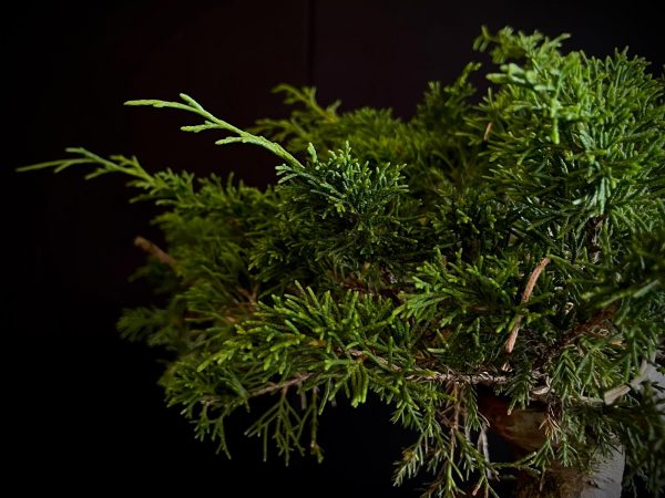 25I-62064 JUNIPERUS CHINENSIS ITOIWAGA
