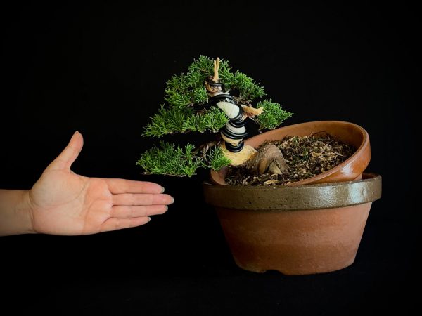 25I-62064 JUNIPERUS CHINENSIS ITOIWAGA