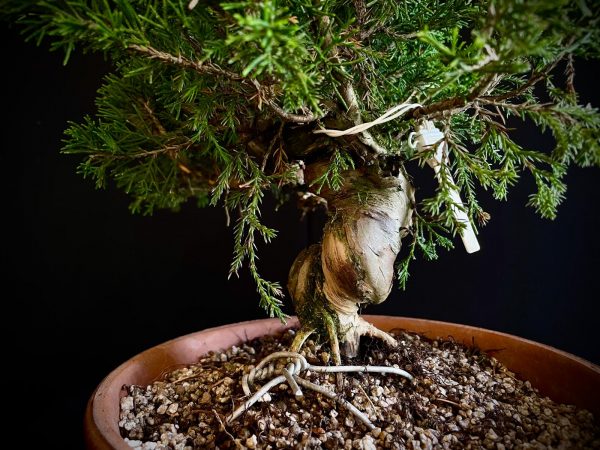 25I-62064 JUNIPERUS CHINENSIS ITOIWAGA