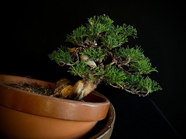 25I-62064 JUNIPERUS CHINENSIS ITOIWAGA