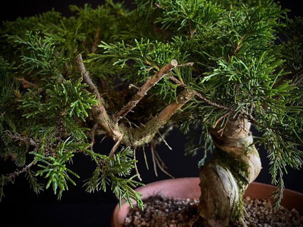 25I-62064 JUNIPERUS CHINENSIS ITOIWAGA