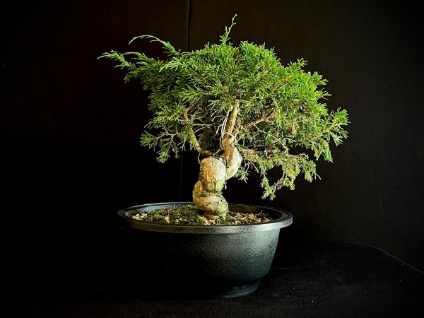 25I-62065 JUNIPERUS CHINENSIS ITOIWAGA